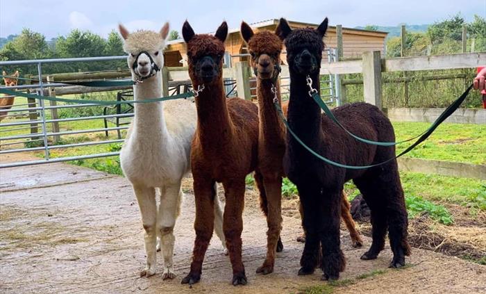 Pembrokeshire Alpaca Trekking